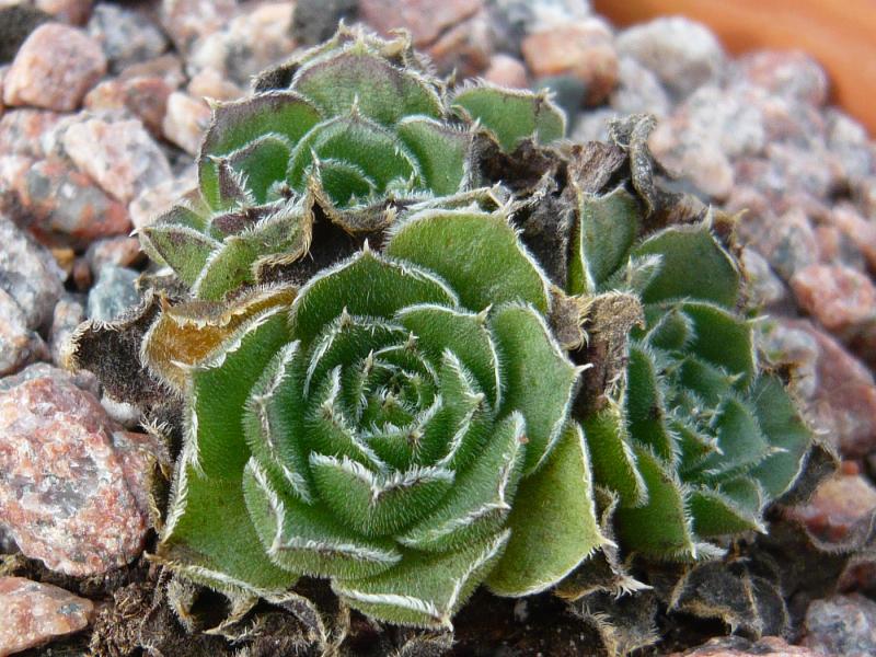 heuffelii (bulgaricum)