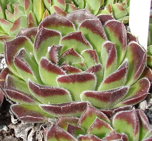 heuffelii (bulgaricum)