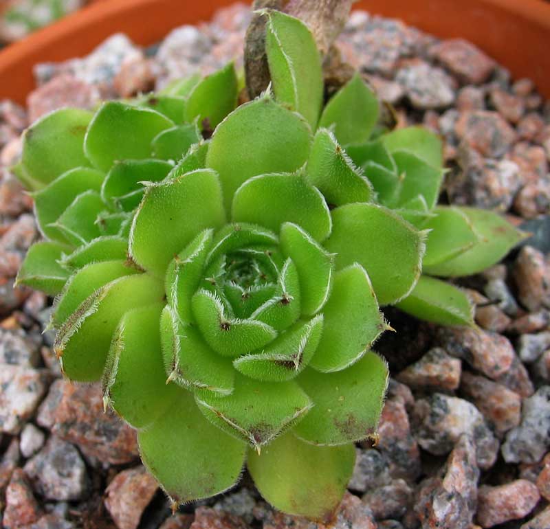 heuffelii (bulgaricum)