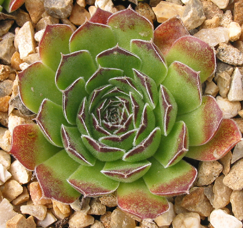heuffelii (bulgaricum)