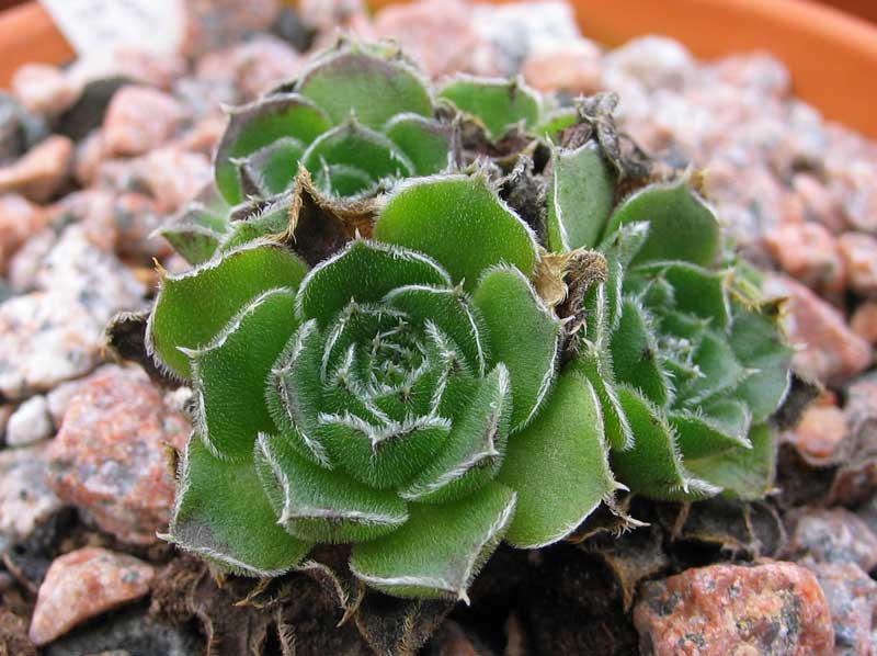heuffelii (bulgaricum)