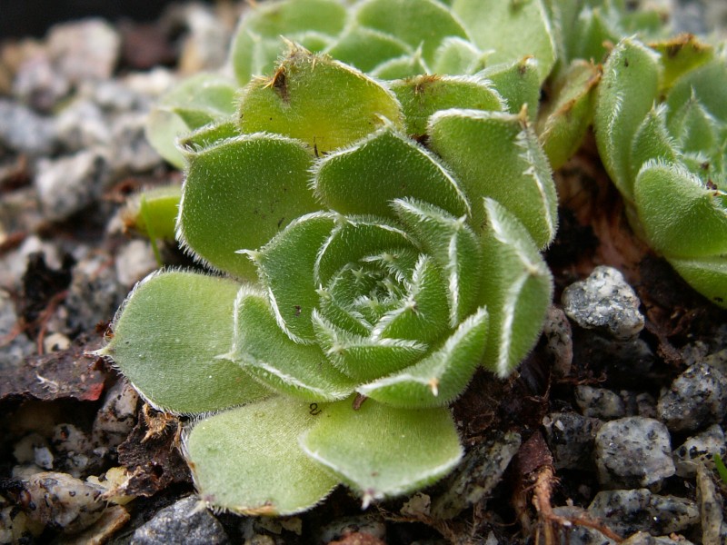 heuffelii (bulgaricum)