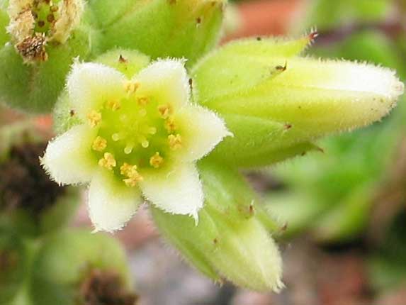 heuffelii (bulgaricum) 13