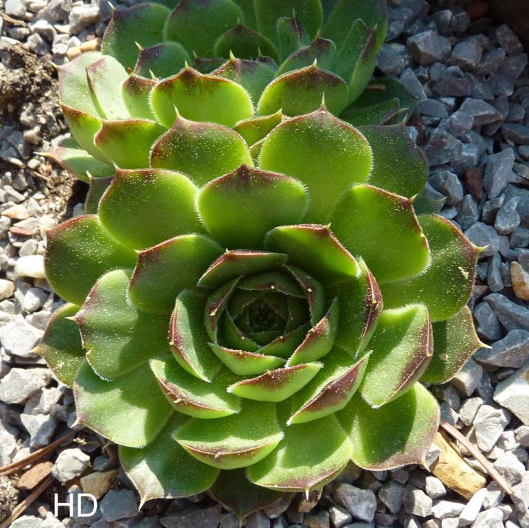 heuffelii (glabrum) from "Anabakanak"