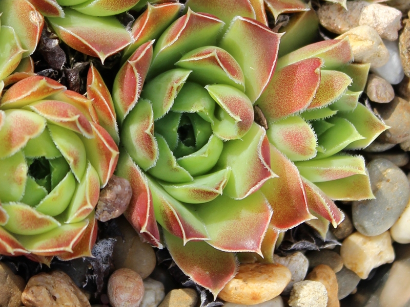 heuffelii (glabrum) from "Anthoborio"