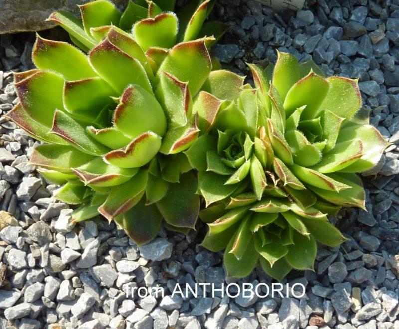 heuffelii (glabrum) from "Anthoborio"