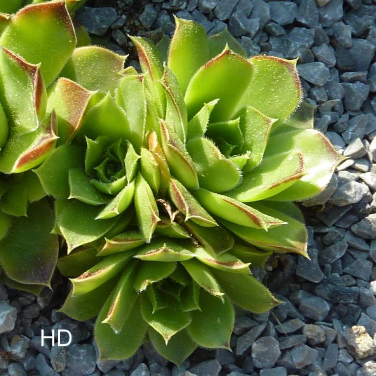 heuffelii (glabrum) from "Anthoborio"