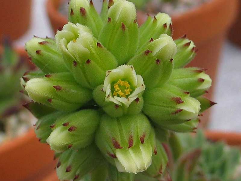 heuffelii (glabrum) from "Anthoborio"