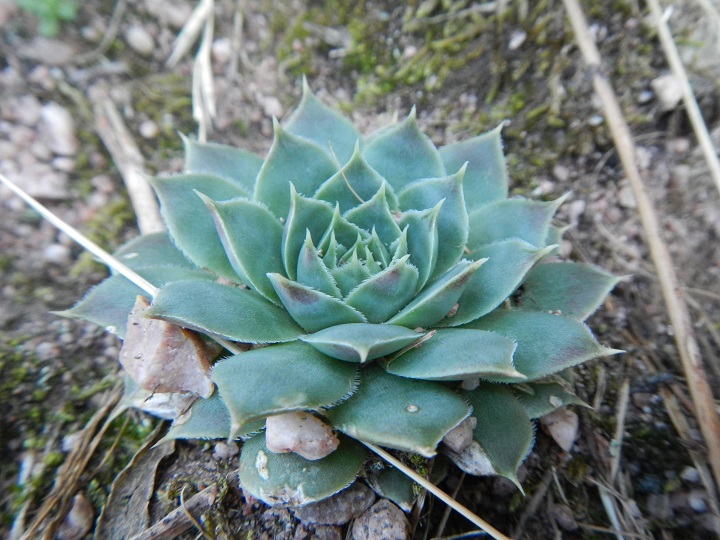 heuffelii (glabrum) from Belogradčik, Festung Kaleto