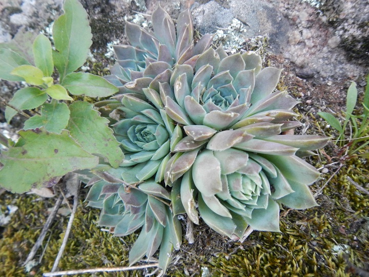 heuffelii (glabrum) from Belogradčik, Festung Kaleto