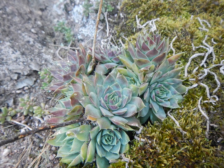 heuffelii (glabrum) from Belogradčik, Festung Kaleto