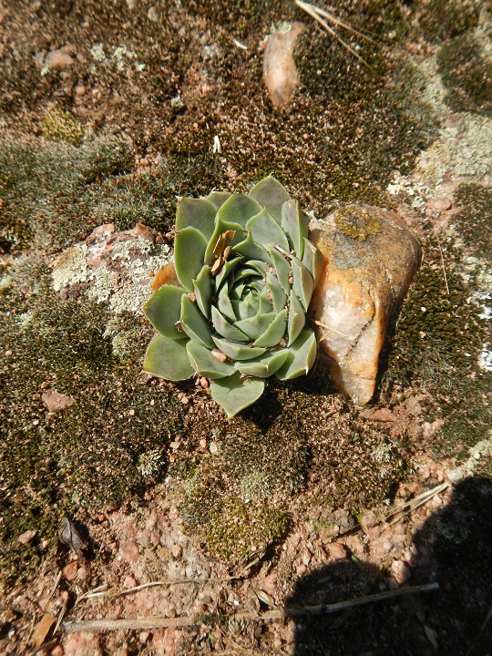 heuffelii (glabrum) from Belogradčik, Festung Kaleto