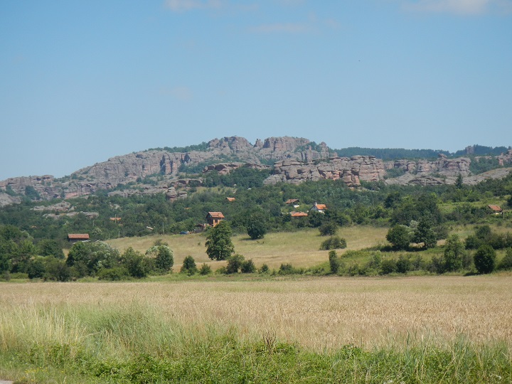 heuffelii (glabrum) from Belogradčik, Festung Kaleto