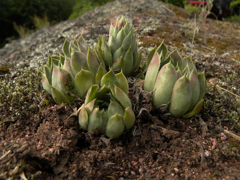 heuffelii (glabrum) from Belogradčik