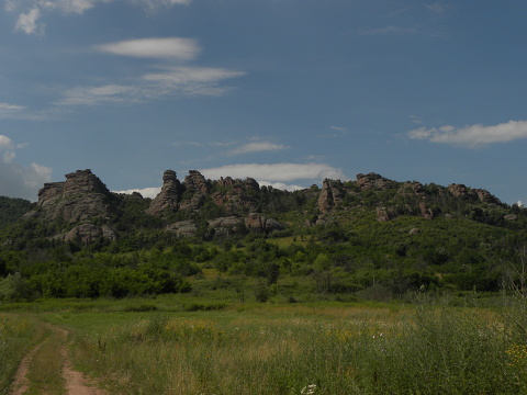 heuffelii (glabrum) from Belogradčik