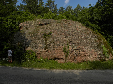 heuffelii (glabrum) from Belogradčik