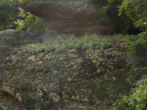 heuffelii (glabrum) from Belogradčik