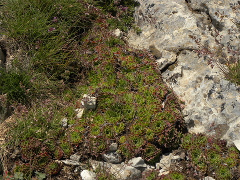 heuffelii (glabrum) from Bijak Dorok