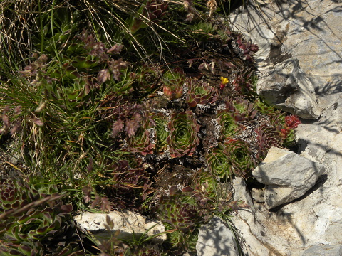 heuffelii (glabrum) from Bijak Dorok
