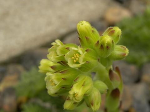 heuffelii (glabrum) from Bijak Dorok
