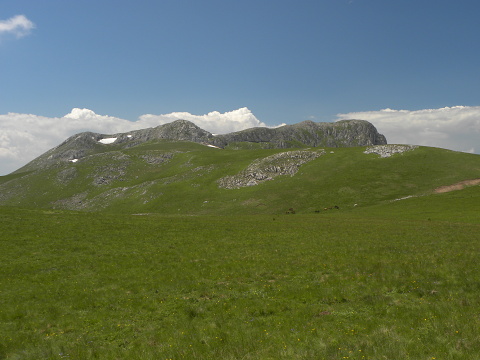 heuffelii (glabrum) from Bijak Dorok