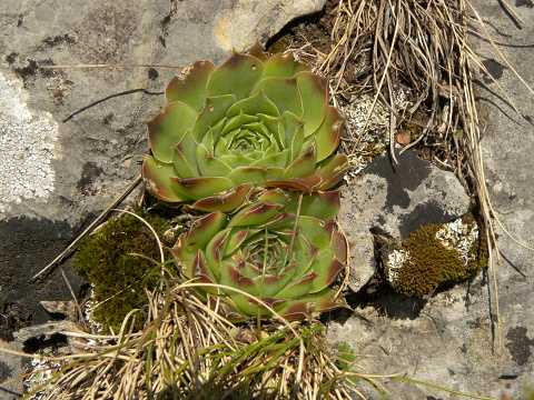 heuffelii (glabrum) from Brian i Bunsit