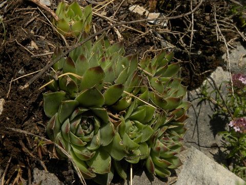heuffelii (glabrum) from Brian i Bunsit