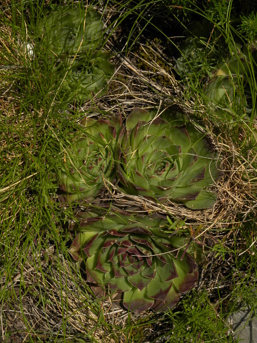 heuffelii (glabrum) from Brian i Bunsit