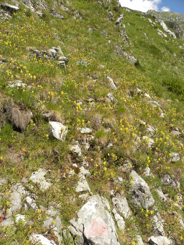 heuffelii (glabrum) from Brian i Bunsit