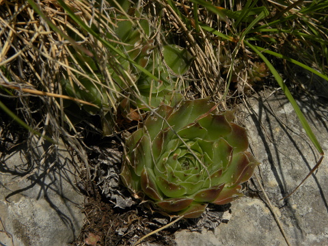 heuffelii (glabrum) from Ćafa Romanit (unterhalb)