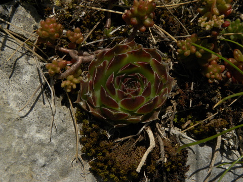 heuffelii (glabrum) from Ćafa Romanit (unterhalb)