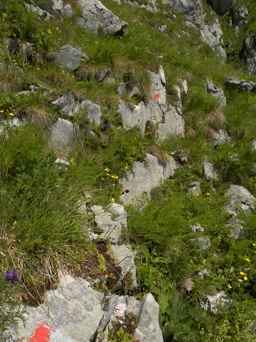 heuffelii (glabrum) from Ćafa Romanit (unterhalb)