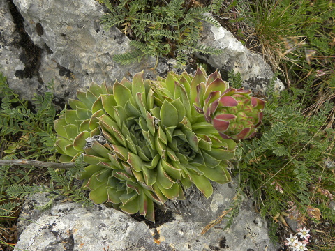 heuffelii (glabrum) from Cete