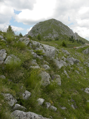 heuffelii (glabrum) from Cete