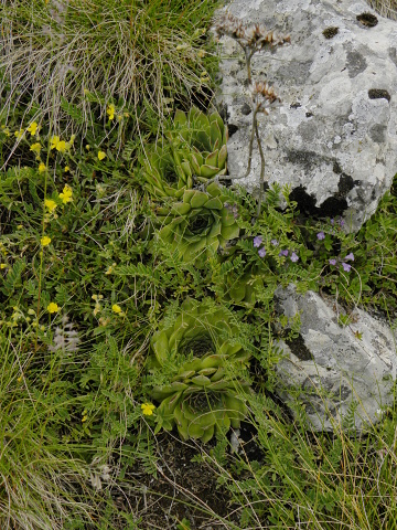 heuffelii (glabrum) from Cete