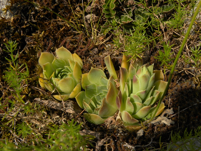 heuffelii (glabrum) from Cikavac