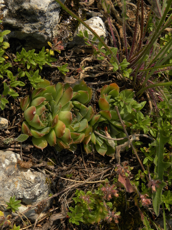 heuffelii (glabrum) from Ćurovac, Aussicht