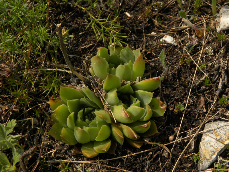 heuffelii (glabrum) from Ćurovac, Aussicht