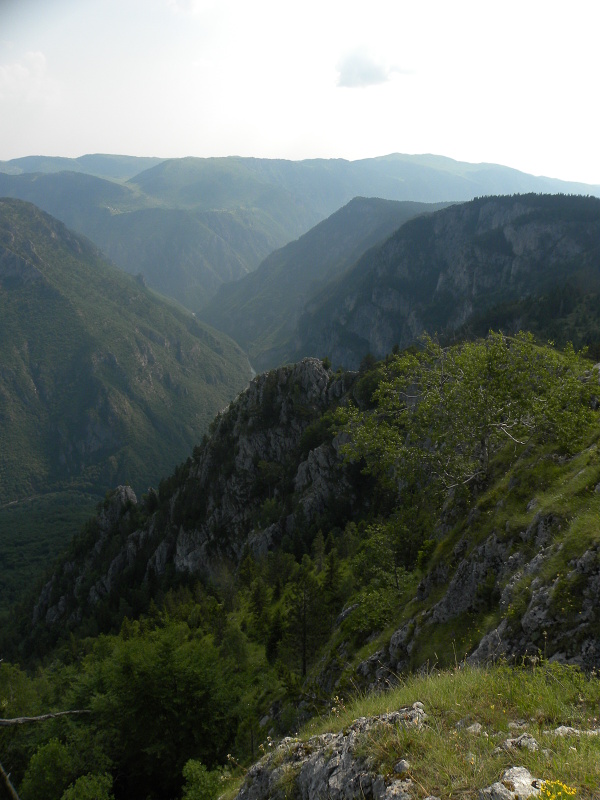 heuffelii (glabrum) from Ćurovac, Aussicht