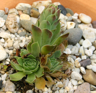 heuffelii (glabrum) from Debar Road