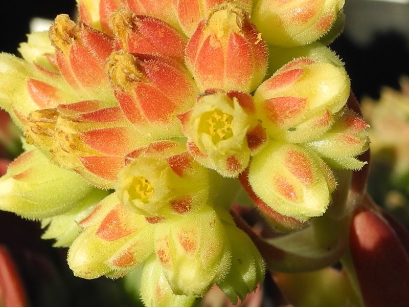 heuffelii (glabrum) from Debar Road