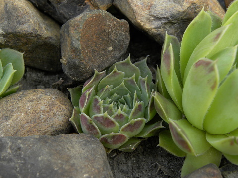 heuffelii (glabrum) from Debar Road