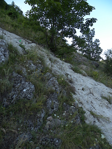 heuffelii (glabrum) from Debar Road