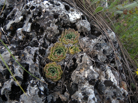 heuffelii (glabrum) from Debar Road