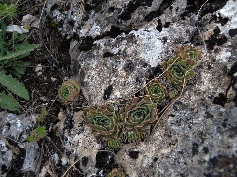 heuffelii (glabrum) from Debar Road