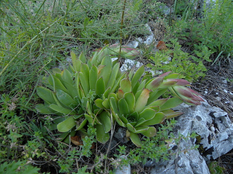 heuffelii from Domogled