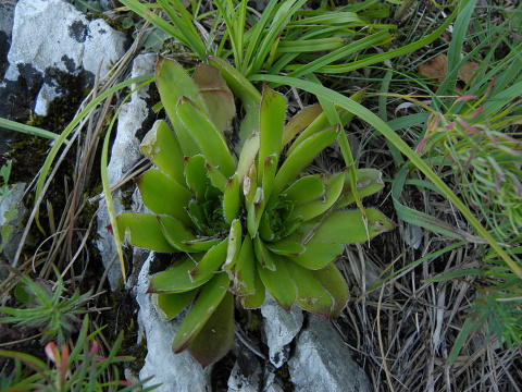 heuffelii from Domogled