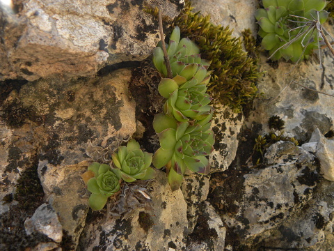 heuffelii (glabrum) from Gornje Vusanje