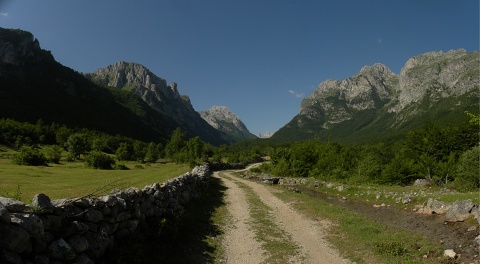 heuffelii (glabrum) from Gornje Vusanje