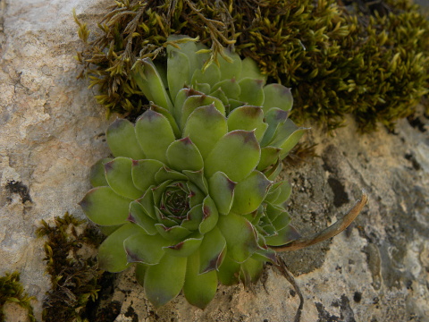 heuffelii (glabrum) from Gornje Vusanje